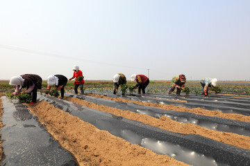 The farmers are planting sweet potato seedlings in the fields.