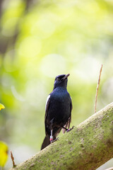 Seychelles Magpie Robin perched on tree at the Cousin Island Nature Reserve, Seychelles