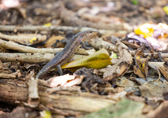 Skink lizard in the Valle de Mai National Park on Praslin Island, Seychelles