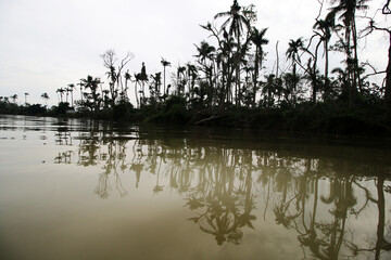 Vielfältiges Kuba - Pflanzen, Palmen und mehr