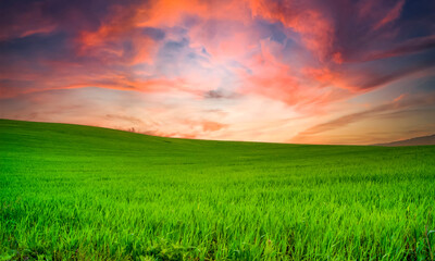  nice sunset on a green field