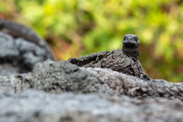 Galapagos marine iguana, Isabela island, Galapagos in Ecuador