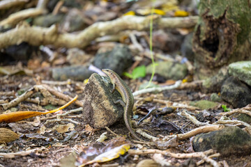 Skink lizard in the Valle de Mai National Park on Praslin Island, Seychelles