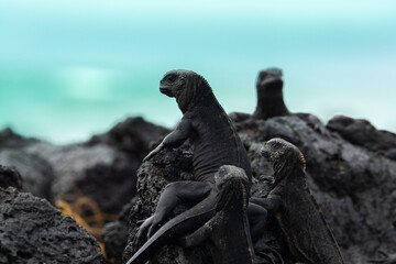 Galapagos marine iguanas, Isabela island, Ecuador