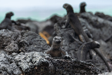 Galapagos marine iguanas, Isabela island, Ecuador