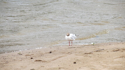 child on the beach