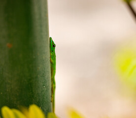 Close up of a green Gecko with shallow depth of field in the Seychelles