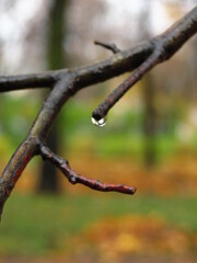 tree branches in the rain
