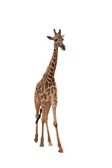 Full body of Giraffe with isolated white background