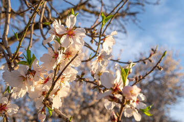 Close-up of almond blossoms (Prunus dulcis) on a sunny day