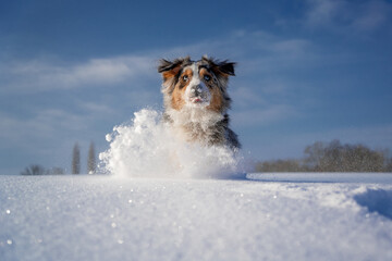 australian shepherd on the snow jump