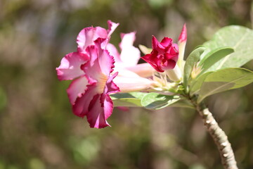 Fototapeta na wymiar pink desert rose