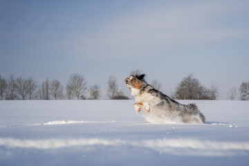 australian shepherd on the snow jump to the left side