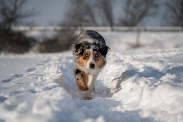 australian shepherd on the snow path