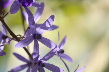 Fototapeta na wymiar purple wreath