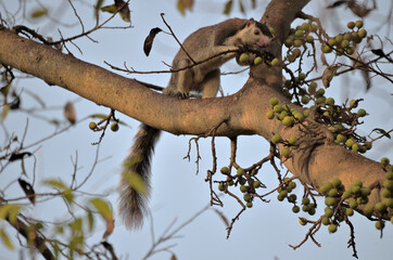 Ein Sri - Lanka - Riesenhörnchen auf einem Baum