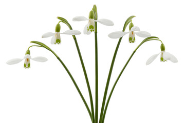 White flowers of snowdrop, lat. Galanthus nivalis,  isolated on white background