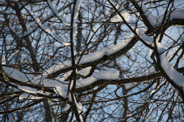 A pattern woven from the branches of the crown of a tree, decorated with snow, which, as if, from...