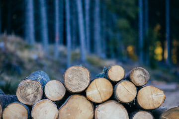 Pile of wood near a forest. Representative image for illegal logging around the world. 