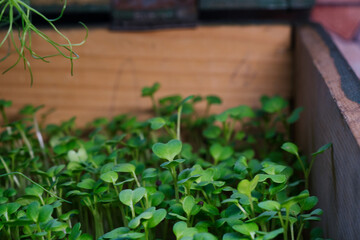 Fresh and healthy eating - growing microgreen plants on the kitchen window