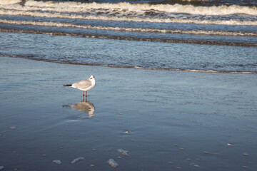Möwe an der Ostsee mit Spiegelung im Wasser