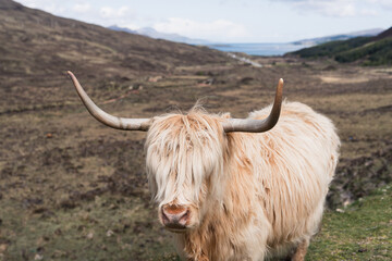 Highland Cow - Kuh in schottischer Landschaft