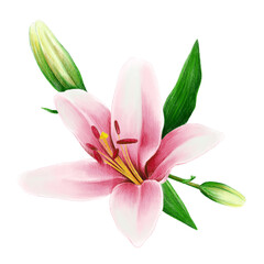 Pink lily illustration with green leaves and blooms isolated on white background