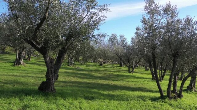 Olive trees for the production of table olive oil, Italy.
Aerial shot with drone