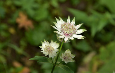 Nahaufnahme von einer Großen Sterndolde 