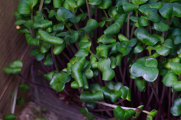 Fresh and healthy eating - growing microgreen plants on the kitchen window