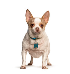 Obraz premium Chihuahua