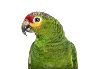 Close-up of a Red-lored amazon