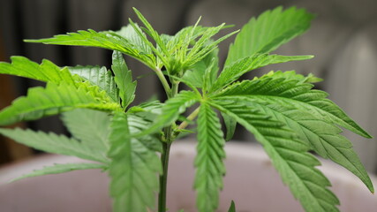 the top of a young cannabis plant on a blurred background of the walls of a plastic container and a home radiator as an illustration of domestic cultivation of marijuana, leaves and buds of cannabis