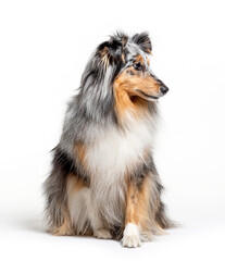 Sitting Blue merle Sheltie isolated on white