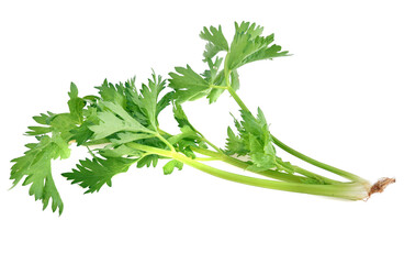 Fresh celery isolated on white background.