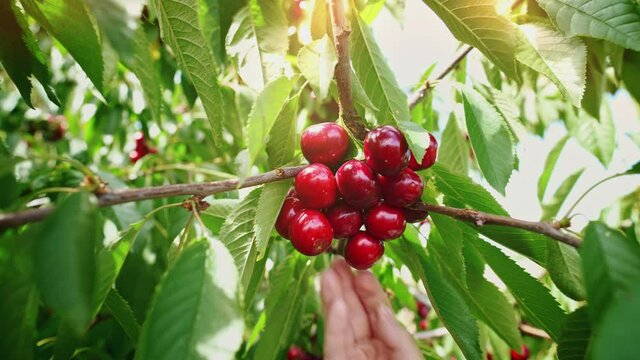 Young woman collects a sweet cherry on a hot day. Fresh cherries hanging on a cherry tree branch. Picking cherries. The great harvest of mellow cherries. Organic farming. Agriculture. Horticulture.