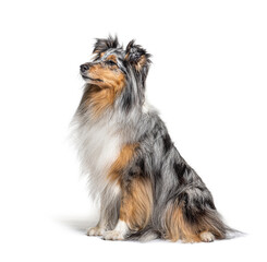 Sitting Blue merle Sheltie isolated on white