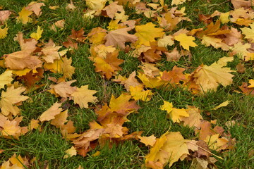 fallen yellow maple leaves on a green lawn