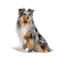 Sitting Blue merle Sheltie isolated on white