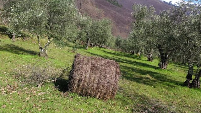 Olive trees for the production of table olive oil, Italy.
Aerial shot with drone