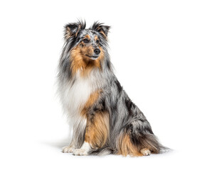 Sitting Blue merle Sheltie isolated on white