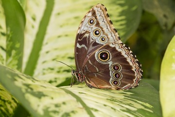 Menelaus blue morpho (Morpho menelaus), brown tropical butterfly on yellow leaf