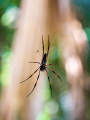 Red-legged Golden Orb Spider also known as Palm Spider (Nephila Inaurata) on Praslin Island, Seychelles