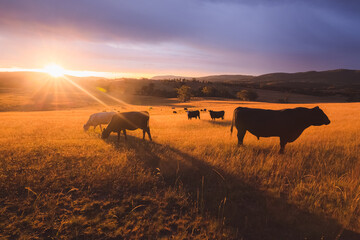 Australian black lowline cows (Bos primigenius) against a colourful, dramatic sunset or sunrise sky in rural countryside landscape near Rydal in the Blue Mountains National Park in NSW, Australia. - obrazy, fototapety, plakaty