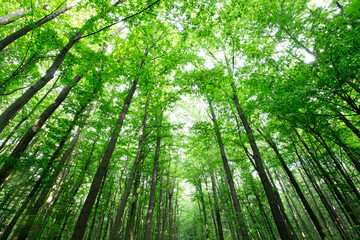 Obraz na płótnie Canvas forest trees. nature green wood sunlight backgrounds
