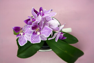 Beautiful orchid flower on a pink background.