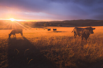 Australian black lowline cows (Bos primigenius) against a colourful, dramatic sunset or sunrise sky...