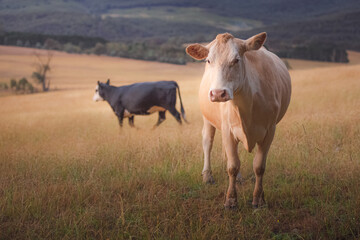 An Australian Jersey cow (Bos taurus taurus) catches evening golden light in rural countryside landscape near Rydal in the Blue Mountains National Park in NSW, Australia.