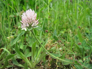 Red clover before it turns color.