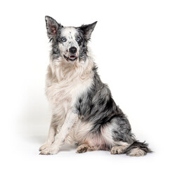 blue eyed blue merle border collie, isolated on white